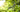 What is Squalane? What are its Benefits? - Parfumary.com